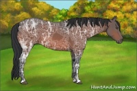 Horse Color:Bay Ice 