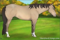 Horse Color:Amber Cream Champagne 