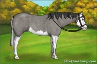 Horse Color:Smoky Grullo Roan Splash 