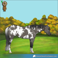 Horse Color:White Spotted Grullo
