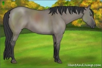 Horse Color:Grullo