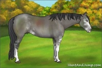 Horse Color:Grullo Sabino