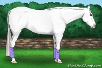 Horse Color:White Spotted Black Splash Appaloosa 