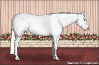 Horse Color:Silver Bay Splash Appaloosa 