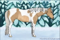 Horse Color:Silver Buckskin Tobiano Rabicano