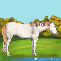 Horse Color:Classic Champagne Ice Pearl Dun Splash Rabicano