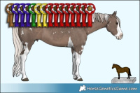 Horse Color:White Spotted Silver Black Splash Tobiano 