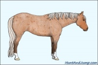 Horse Color:Unknown 