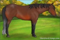 Horse Color:Bay Rabicano 