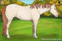 Horse Color:Buckskin Pearl Dun