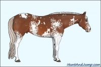 Horse Color:White Spotted Silver Bay 
