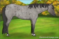 Horse Color:Unknown 