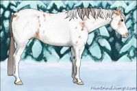 Horse Color:White Spotted Bay Tobiano Near Leopard