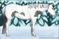 Horse Color:Grullo Splash Tobiano Rabicano