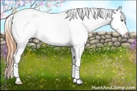 Horse Color:Amber Cream Champagne Splash Tobiano Varnish Rabicano 