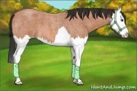 Horse Color:Bay Roan Splash