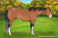 Horse Color:Bay Sabino