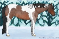 Horse Color:Bay Roan Tobiano 