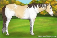 Horse Color:White Spotted Amber Champagne Dun Splash 