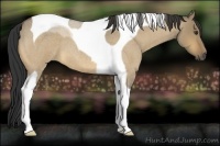 Horse Color:Buckskin Roan Dun Tobiano 