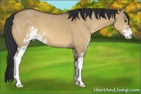 Horse Color:Bay Dun Sabino 