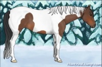 Horse Color:Bay Roan Tobiano