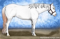 Horse Color:Amber Champagne Dun Splash Tobiano Appaloosa 