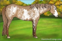 Horse Color:White Spotted Red Dun Sabino Frame