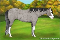 Horse Color:Unknown 