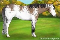 Horse Color:White Spotted Buckskin Rabicano 
