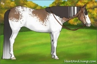 Horse Color:White Spotted Buckskin Rabicano 
