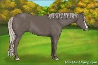 Horse Color:Silver Black Sabino Frame