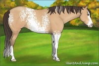 Horse Color:White Spotted Amber Champagne Splash 