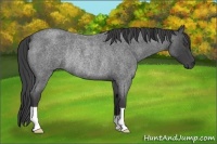 Horse Color:Smoky Blue Roan Rabicano 