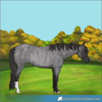 Horse Color:Smoky Blue Roan Rabicano 