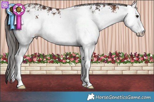 Horse Color:White Spotted Bay 