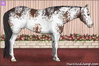 Horse Color:White Spotted Bay
