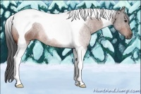Horse Color:Bay Tobiano 