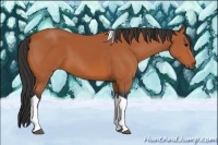 Horse Color:Unknown 