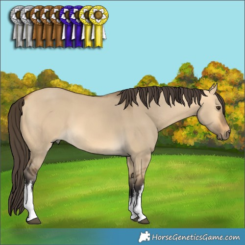 Horse Color:White Spotted Buckskin Dun 
