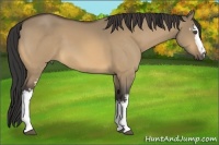Horse Color:White Spotted Buckskin Dun