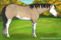 Horse Color:Bay Dun Splash