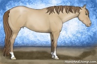 Horse Color:Grullo Pearl
