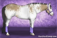 Horse Color:White Spotted Buckskin Dun 