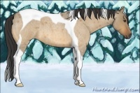 Horse Color:Buckskin Roan Dun Tobiano