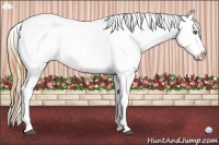 Horse Color:White Spotted Grullo Pearl Splash Frame Snowcap Rabicano