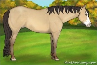 Horse Color:Amber Champagne Dun Sabino Splash Frame 