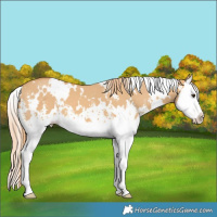 Horse Color:White Spotted Red Dun Sabino Splash 