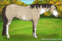 Horse Color:Classic Champagne Roan Dun Sabino