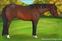 Horse Color:Bay 